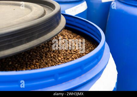 Les grains de café arabica torréfiés juste après la torréfaction se dégazent dans un tonneau bleu, photo gros plan avec flou sélectif Banque D'Images