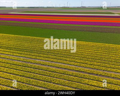 Beaux champs de tulipes colorés au printemps. Vue aérienne. Banque D'Images