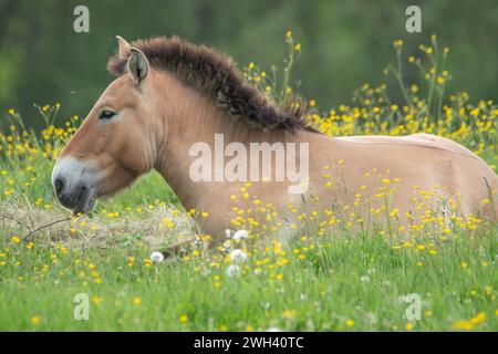 Portrait d'un cheval de Przewalski assis sur une belle prairie dans le parc national de la forêt bavaroise Banque D'Images