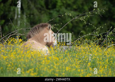 Un cheval de Przewalski assis sur une belle prairie dans le parc national de la forêt bavaroise, Allemagne Banque D'Images