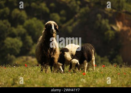 Une brebis curieuse monte la garde, son regard rencontrant le mien, tandis que sa progéniture joueuse grignotent sur l'herbe tendre. Banque D'Images