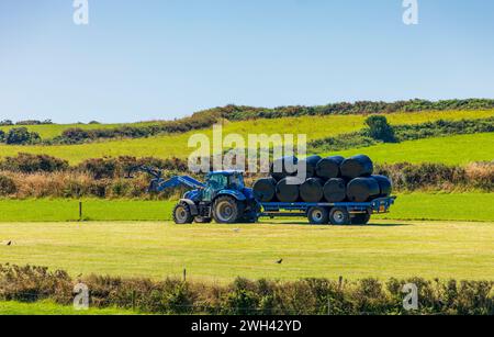 Balles d'ensilage Banque D'Images