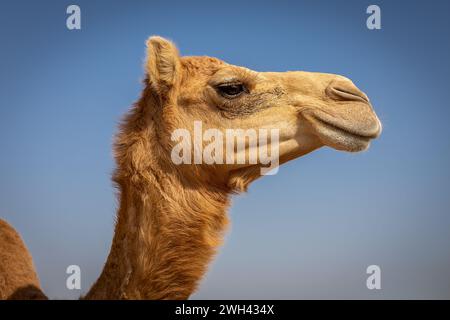 Tête de dromadaire de chameau (Camelus dromedarius) en profil face au ciel bleu, Digdaga Farm, Émirats arabes Unis. Banque D'Images