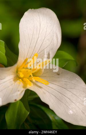 Trillium, Tryon Creek State Park, New York Banque D'Images