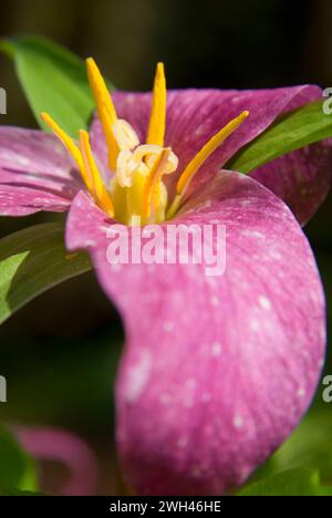 Trillium, Tryon Creek State Park, New York Banque D'Images