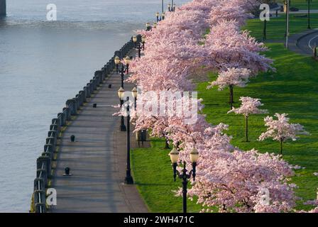 Promenade côtière avec des cerisiers de Steele Bridge, Tom McCall Waterfront Park, Portland, Oregon Banque D'Images