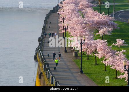 Promenade côtière avec des cerisiers de Steele Bridge, Tom McCall Waterfront Park, Portland, Oregon Banque D'Images