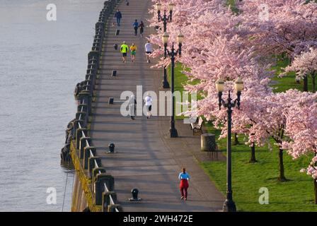 Promenade côtière avec des cerisiers de Steele Bridge, Tom McCall Waterfront Park, Portland, Oregon Banque D'Images