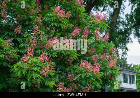 Fleurs de châtaignier rouge d'une belle couleur fleurissant au sommet des branches vertes feuillues de l'arbre. Vue rapprochée. Banque D'Images