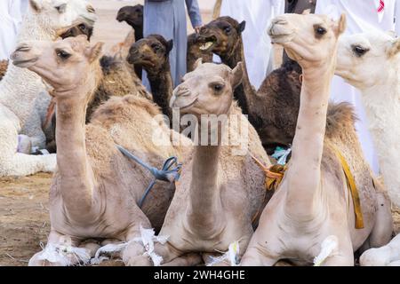 Moyen-Orient, Arabie Saoudite, Al-Qassim, Buraydah. Chameaux au marché au bétail d'Al Qassim. Banque D'Images