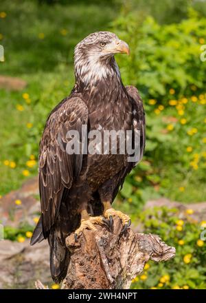 Un aigle sauvage en Alaska, États-Unis d'Amérique Banque D'Images