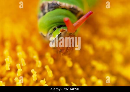 macro chenille verte queue d'aronde femelle marchant sur une branche Banque D'Images