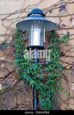 lampadaire et plante de vigne parasite suspendue sur le mur du jardin Banque D'Images