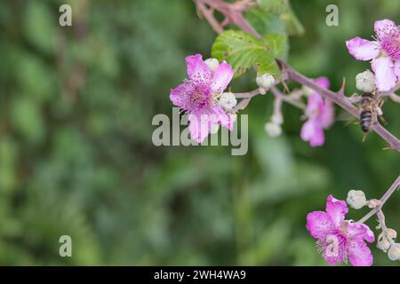 Vue rapprochée des fleurs de Rubus ulmifolius poussant à l'extérieur à la lumière du soleil Banque D'Images