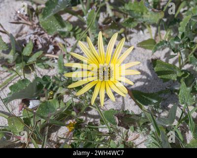 Arctotheca calendula vu de près d'en haut à la lumière du soleil Banque D'Images