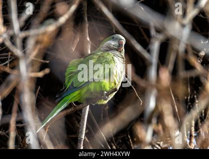 La perruche moine, Myiopsitta monachus, observée dans le parc El Retiro, Madrid, est un perroquet coloré avec un plumage vert distinctif et une longue queue, souvent Banque D'Images