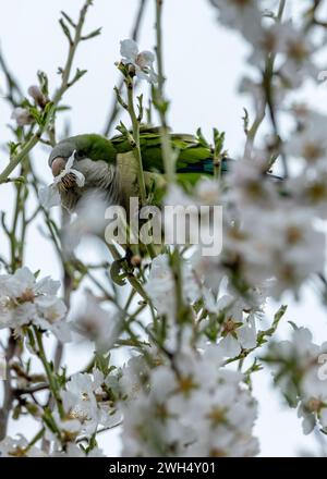 La perruche moine, Myiopsitta monachus, observée dans le parc El Retiro, Madrid, est un perroquet coloré avec un plumage vert distinctif et une longue queue, souvent Banque D'Images