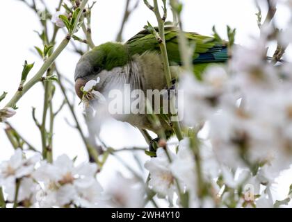 La perruche moine, Myiopsitta monachus, observée dans le parc El Retiro, Madrid, est un perroquet coloré avec un plumage vert distinctif et une longue queue, souvent Banque D'Images