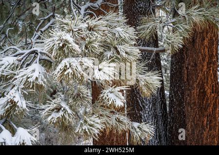 Neige fraîche sur les pins Ponderosa, Green Valley Lake, Californie États-Unis Banque D'Images