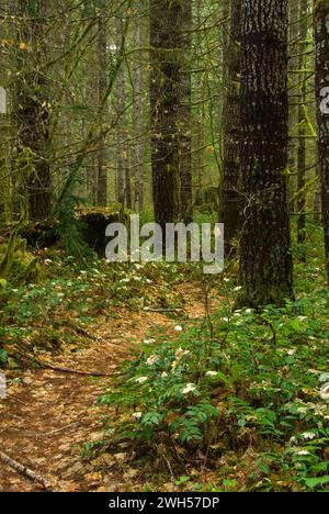 Gales Creek Trail, la Forêt d'état de l'Oregon, Tillamook Banque D'Images