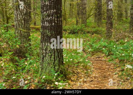 Gales Creek Trail, la Forêt d'état de l'Oregon, Tillamook Banque D'Images