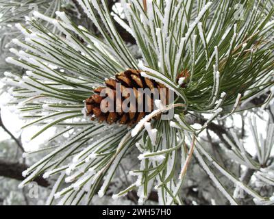 Cône de pin ponderosa enneigé (Pinus ponderosa) au parc national de Yellowstone River, Montana Banque D'Images