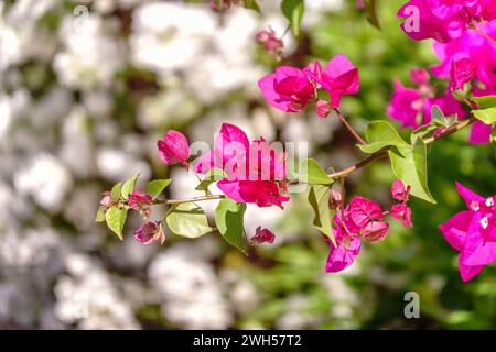 Bougainvillea, fleur de papier Bougainvillea hybrida soft focus avec fond flou. Exotique, belle petite fleur de bougainvilliers violets. Banque D'Images