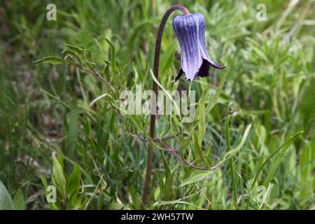 Bol à sucre (Clematis hirsutissima) fleur sauvage violette dans Tobacco Root Mountains, Montana Banque D'Images