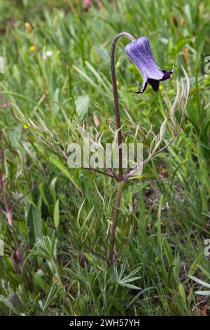 Bol à sucre (Clematis hirsutissima) fleur sauvage violette dans Tobacco Root Mountains, Montana Banque D'Images