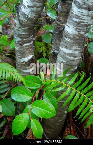 Aulne rouge le long de la Triple C Trail, Tillamook State Forest, Oregon Banque D'Images