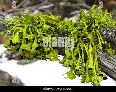 Lichen vert vif sur une branche grise à Beartooth Mountains, Montana Banque D'Images