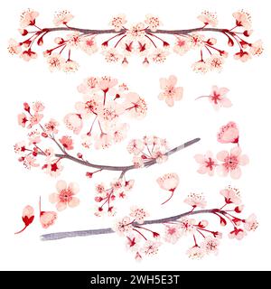 Aquarelle dessinée à la main branches de sakura rose avec des fleurs serties isolées sur blanc Banque D'Images