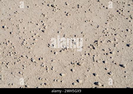 Une surface plate de terre d'argile grise craquelée est parsemée de petits cailloux dans cette vue rapprochée par le dessus au Badlands National Park, Dakota du Sud. Banque D'Images