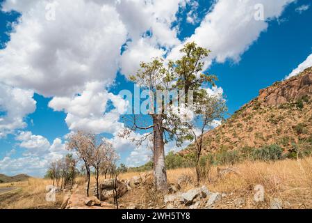 Un paysage australien pittoresque le long de l'Elizabeth Highway. Banque D'Images