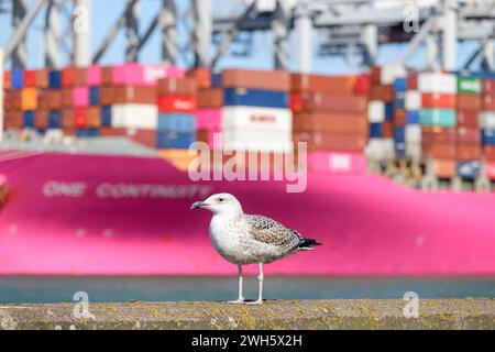 MAASVLAKTE, ROTTERDAM, PAYS-BAS - 17 MARS 2019 : un jeune goéland argenté est assis sur un quai à Maasvlakte, port de Rotterdam aux pays-Bas. Banque D'Images