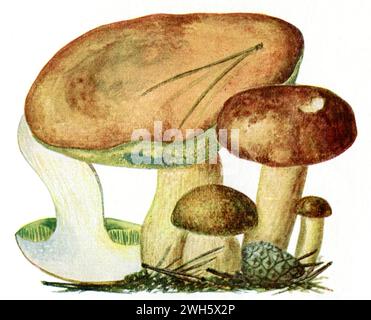 bay bolete Imleria badia, (document d'information, 1928), Maronen-Röhrling Banque D'Images