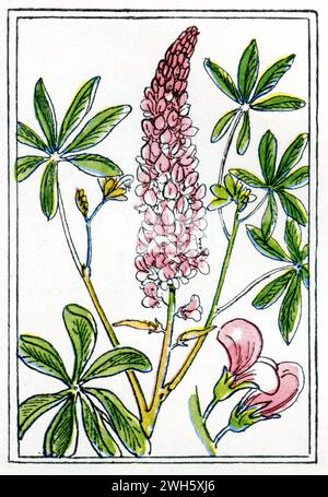 Lupin à grandes feuilles, lupin à grandes feuilles, lupin à plusieurs feuilles, lupin de jardin Lupinus polyphyllus, Petersen, Carl Olof (1881-1931) (livre de jardin, 1936), Vielblättrige Lupine Banque D'Images
