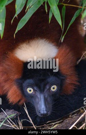 Magdebourg, Allemagne. 07 février 2024. Un lémurien rouge est assis sous un buisson au zoo de Magdebourg. Le lémurien n'est au zoo de Magdebourg que depuis quelques jours et peut être observé par les visiteurs du zoo dans l'enclos de plain-pied. Une colonie de lémuriens est actuellement en cours d'installation, qui sera composée de quatre lémuriens à queue annulaire, deux varis noirs et blancs et quatre varis rouges. Crédit : Klaus-Dietmar Gabbert/dpa/ZB/dpa/Alamy Live News Banque D'Images