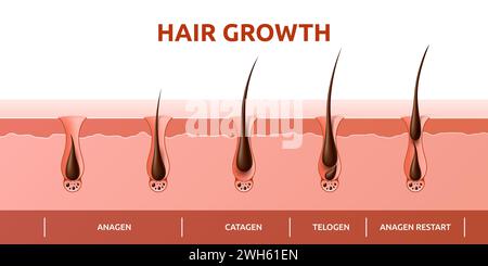 Cycle de croissance des cheveux du diagramme de phase des follicules avec la structure des racines des cheveux du cuir chevelu humain, infographies vectorielles. Cycle de croissance des cheveux d'anagène, catagène au télogène, phase bulbes folliculaires pileux pour l'information de trichologie Illustration de Vecteur