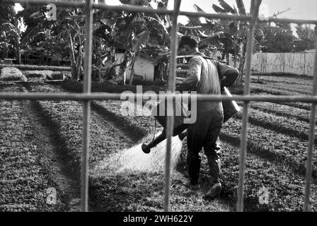Un agriculteur urbain est photographié à travers une clôture de bord de route, alors qu’il arrose une terrasse de ferme maraîchère à Kelapa Gading, Jakarta Nord, Jakarta, Indonésie. Banque D'Images