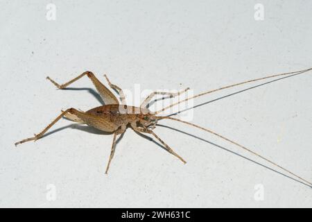 Grotte Weta, Isoplectron sp, endémique de Nouvelle-Zélande, Nelson, Île du Sud, Nouvelle-Zélande Banque D'Images