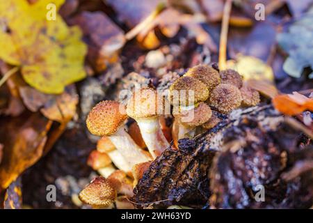 Champignon du miel d'hiver. Famille d'agarics au miel sur un vieux moignon. Banque D'Images