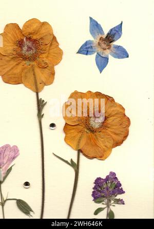 Fleurs d'été pressées sur un fond crème. Banque D'Images