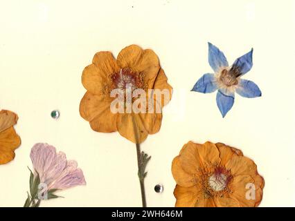 Fleurs d'été pressées sur un fond crème. Banque D'Images
