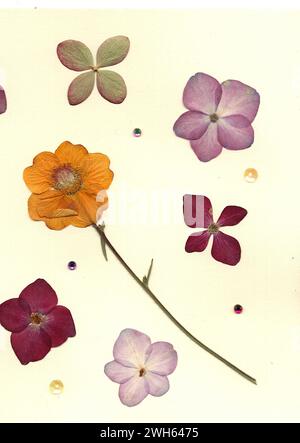 Fleurs d'été pressées sur un fond crème. Banque D'Images