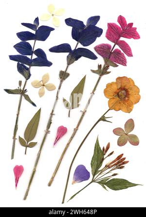Fleurs d'été pressées sur fond blanc. Banque D'Images
