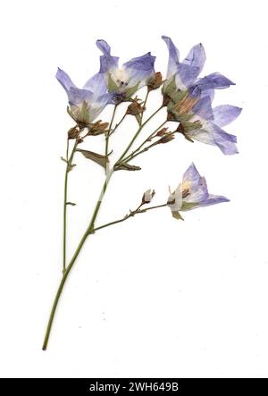 Fleurs d'été pressées sur fond blanc. Banque D'Images