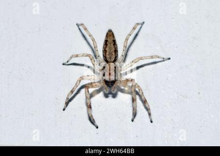 Bronze Aussie Jumper, Helpis minitabunda, introduit en Nouvelle-Zélande depuis l'Australie, Nelson, Île du Sud, Nouvelle-Zélande Banque D'Images