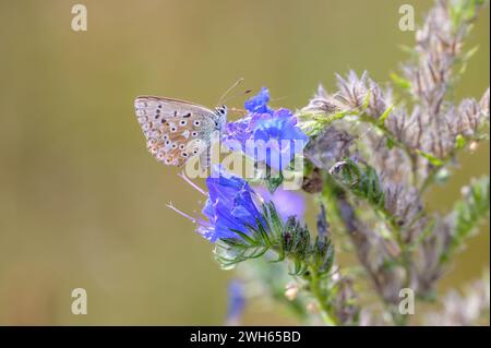 Le bleu cralkhill - Lysandra coridon - aspire le nectar avec son proboscis d'une fleur de bugloss de vipère - Echium vulgare Banque D'Images