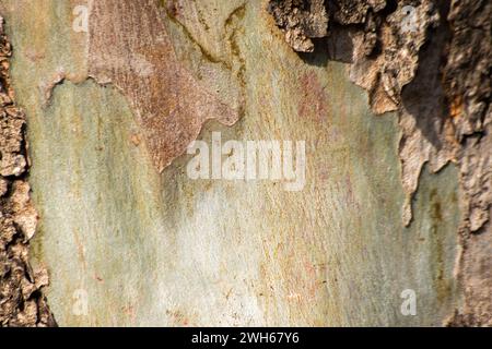 Une photo en gros plan capture la beauté texturée d'un tronc d'arbre, révélant les motifs complexes. Banque D'Images